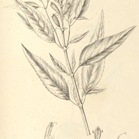37. SALVIA Hilarii.