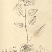 38. SCUTELLARIA uliginosa.
