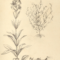 39. LANGELONIA integerrima. II. micrantha.