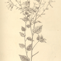 40. SCWENKIA mollissima.