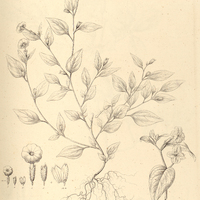 41. BROWALLIA demissa.