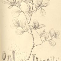 42. BRUNFELSIA obovata.