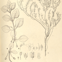 44. I. SCOPARIA cricacea. II. RUSSELIA alata.