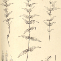 47. ALECTRA brasiliensis.