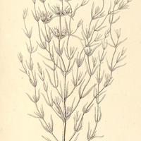 48. GERARDLA communis.