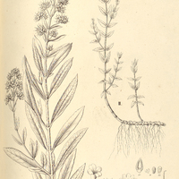 49. I. BUDDLEIA elegans. II. GRATIOLA peruviana.
