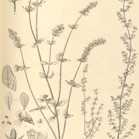 50. BEYRICHIA I. ocimoides. II. scutellarioides.