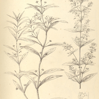 51. CONOBEA scoparioides.