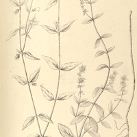52. I. ILDEFONSIA bibracteata. II. STEMODIA hyptoides.