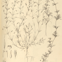 53. I. HERPESTES flagellaris. II. GEOCHORDA cuneata.