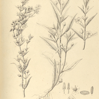 54. BACOPA aquatica.