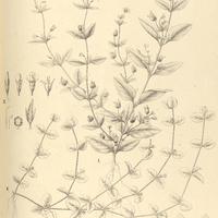 55. I. TETRAULACIUM veronicaefolium. II. VANDELLIA diffusa.