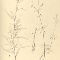 56. I. TORENIA parviflora. II. CASTILLEJA communis.