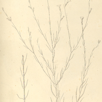 57. BUCHERA palustris.