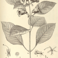 58. I. MANDIROLA multiflora, II. M. ichthyostoma II. GLOXINIA attenuata, IV. G. maculata.