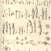 59. GENERA, I. tuberosa, II. rupicola, III. Leopoldi, IV. confertifolia, V. maculata, VI. Douglasii…
