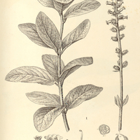 60. GESNERA I. allagophylla, II. tribracteata.