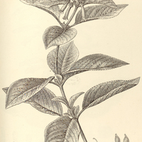 61. GESNERA pendulina.