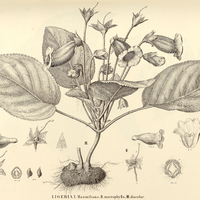 63. LIGERIA I. MAximiliana, II. macrophylla, III. discolor.
