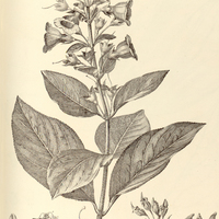 64. CODONOPHORA Selloana.