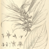 65. BESLERIA I. umbrosa, II. Selloana, III. Riedeliana, IV. Symphytum, V. aggregata, VI. flavo…