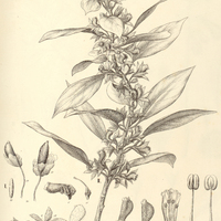 66. ALLOPLECTUS I. dichrus, II. villosus.