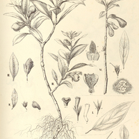 67. HYPOCYRTA I. Selloana, II. radicans, III. macrocalyx, IV. strigillosa, V. hirsuta, VI. sericea.