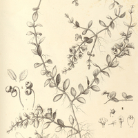 68. CODONANTHE I. Hookerii, II. Devosiana.