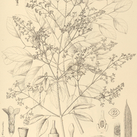 69. ARRABIDAEA agnus castus.