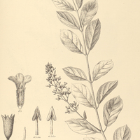 70. ARRABIDAEA corchoroides