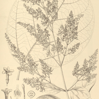 71. ARRABIDAEA macrophylla