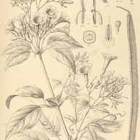 72. ARRABIDAEA corymbifera.