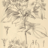 73. ARRABIDAEA celastroides.