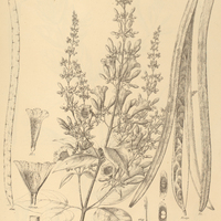 ARRABIDÆA tuberculata.