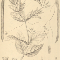 76. ARRABIDAEA craterophora.