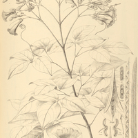 77. ARRABIDAEA inaequalis.