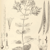 78. PETASTOMA samydoides.