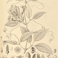 79. ADENOCALYMMA comosum var. nitidum.