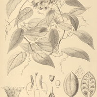 80. ANEMOPAEGMA Hilarianum.