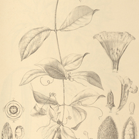 81. CLYTOSTOMA callistegioidas.