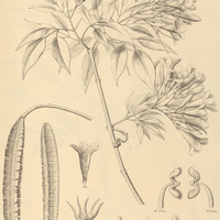 82. CUSPIDARIA pterocarpa.