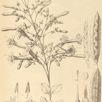 83. CUSPIDARIA erubescens.