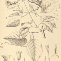 84. MARTINELLA obovata.