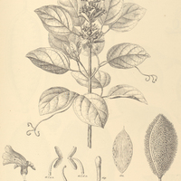 85. HAPLOLOPHIUM bracteatum.