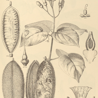 86. PITHECOCTENIUM echinatum.
