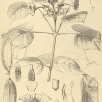 87. DISTICTIS Mansoana.