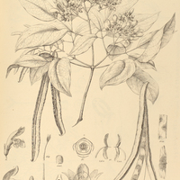 88. TYNNANTHUS fasciculatus.