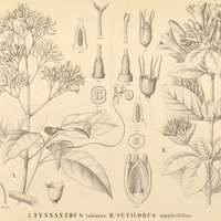 89. I. TYNNANTHUS labiatus. II. SETILOBUS simplicifolius.