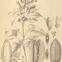 91. AMPHILOPHIUM Vauthieri.