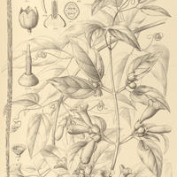 93. STIZOPHYLLUM perforatum.